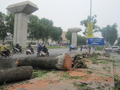 Hà Nội từng chặt hạ hàng loạt xà cừ trên đường Nguyễn Trãi để phục vụ dự án đường sắt trên cao. Ảnh: Dân Trí 
