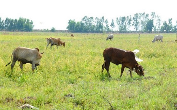 Lúa mùa nổi ở huyện Tri Tôn thành cỏ cho bò. Ảnh: Thanh Hải.
