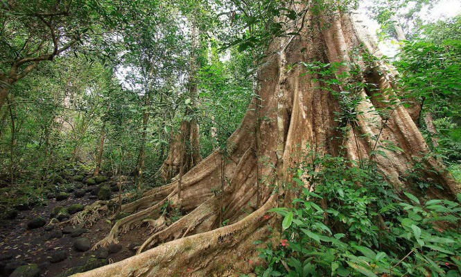 Một góc rừng Nam Cát Tiên
