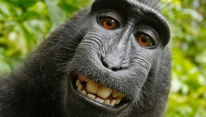 Ra tòa vì bức ảnh tự sướng của khỉ