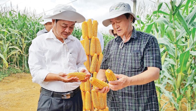 Theo chuyên gia nông nghiệp Nguyễn Lân Hùng (bên phải), việc ứng dụng giống ngô biến đổi gene vào sản xuất sẽ giúp Việt Nam hạn chế nhập khẩu ngô làm thức ăn chăn nuôi. Ảnh: Nam Khánh.