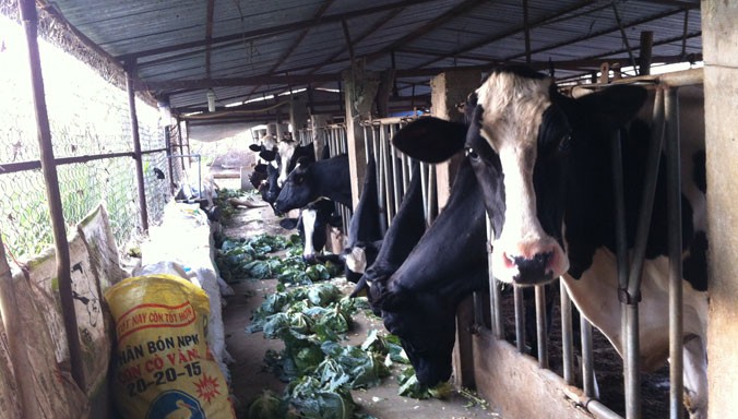 Chăn nuôi bò sữa ở huyện Đơn Dương.