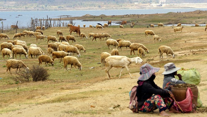 Đàn cừu được đưa về lòng hồ Sông Sắt, nơi còn sót lại những đám cỏ.