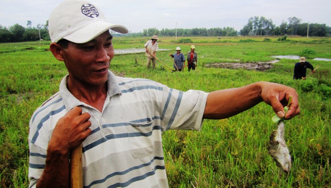 Nông dân Quảng Nam làm đủ cách để đuổi chuột cứu lúa nhưng không xuể.