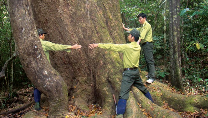 Cây gõ Bác Đồng hàng trăm năm tuổi.