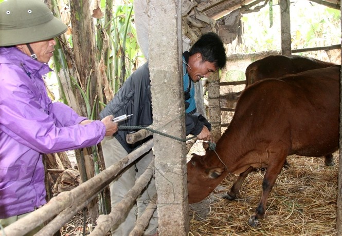 Chi cục Thú y Quảng Trị tổ chức tiêm phòng cho gia súc bị dịch bệnh. Ảnh: Báo Nông nghiệp.
