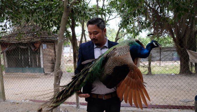 Anh Trần Nhữ Giáp bên một chú công trong “Vườn chim Việt”.
