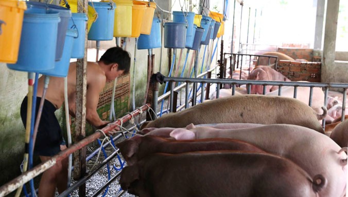 Công nhân trại lợn của ông Thái đang bơm nước vào miệng lợn. Ảnh: Ngô Bình.