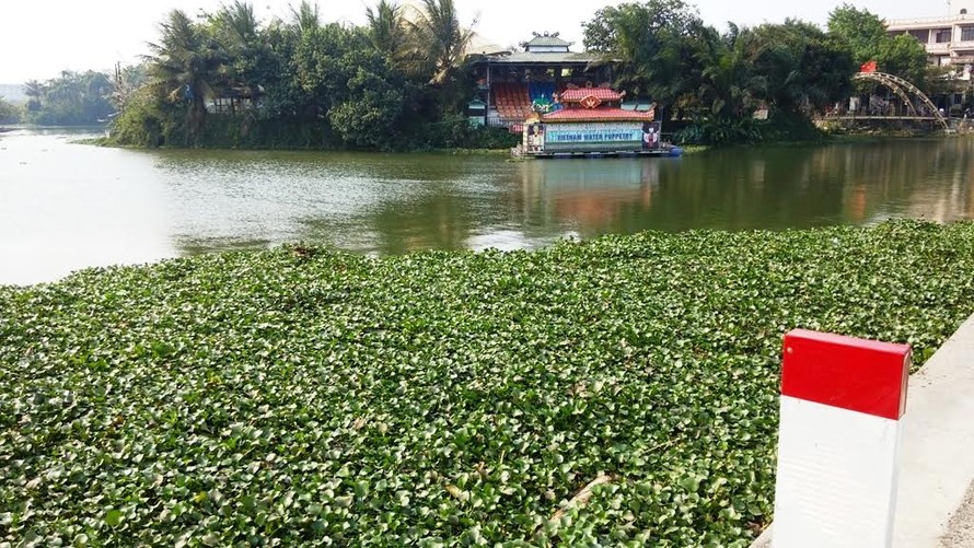 Bèo tây dày kín mặt nước sông Hương đoạn qua Đập Đá (TP. Huế)