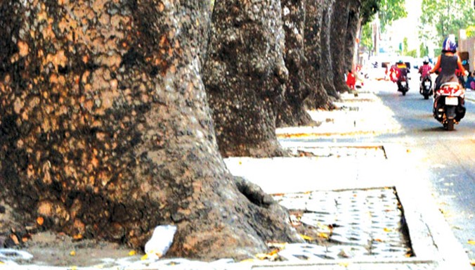 Hàng cây sọ khỉ cổ thụ trên đường Tôn Đức Thắng sắp phải di dời để thi công nhà ga Ba Son.
