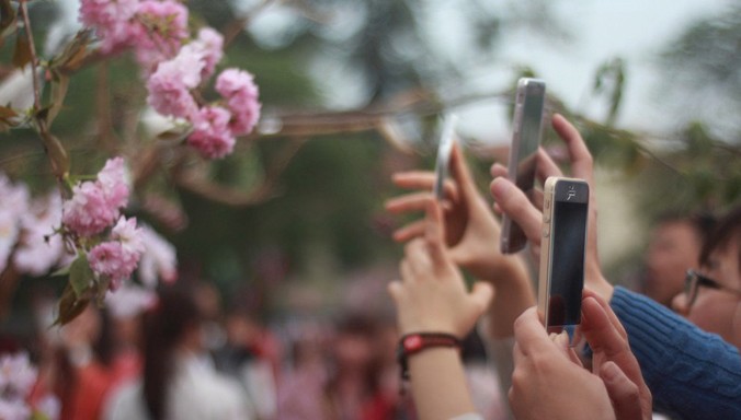 Lễ hội hoa anh đào 2016 tại Hoàng thành được kỳ vọng hút khách hơn lần trước. Ảnh: Minh Hạnh.