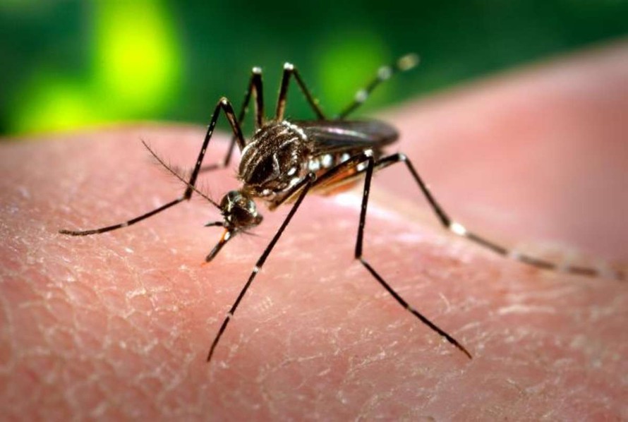 Nguy cơ lây nhiễm virus Zika ở Khánh Hòa và TPHCM là rất lớn