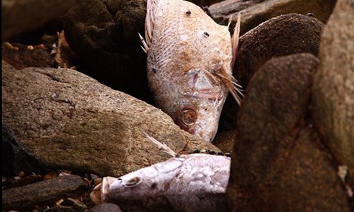 Cá chết dắt vào khe đá ở Kỳ Anh (Hà Tĩnh). Ảnh: Vnexpress