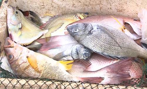 Cá chết hàng loạt ở các tỉnh miền Trung. Ảnh: Vnexpress.
