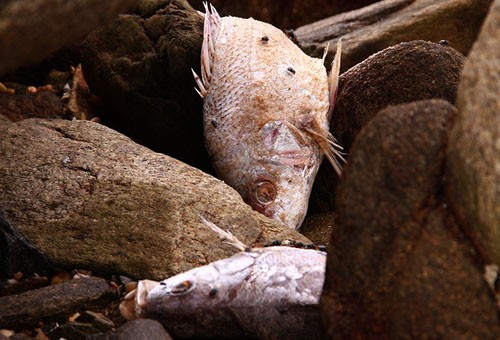 Bộ NN&PTNT yêu cầu các tỉnh nghiêm cấm sử dụng cá chết làm thực phẩm dưới mọi hình thức. Ảnh: Vnexpress