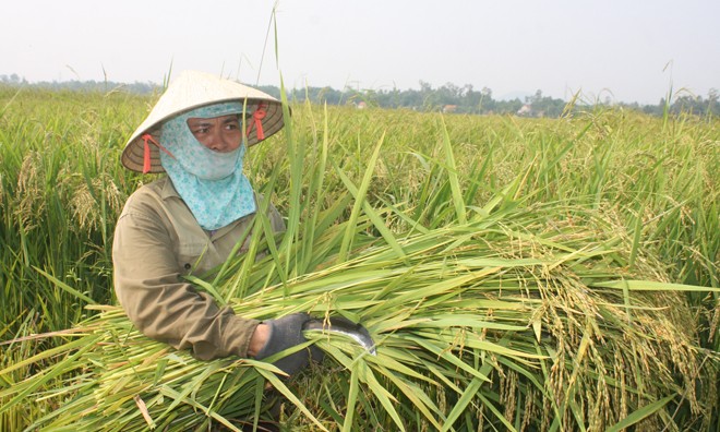 Nông dân xã Quế Xuân 1, Quế Sơn (Quảng Nam) tham gia sản xuất lúa giống cho năng suất và giá trị kinh tế cao.