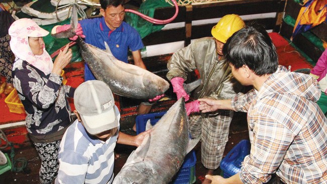 Sáng 7/5, tại Cảng cá Cửa Việt, nhộn nhịp trở lại cảnh mua bán hải sản, nhưng giá hải sản vẫn còn rất thấp, chỉ bằng 1/10 so với trước.