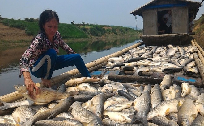 Cá chết trên sông Bưởi (Thanh Hóa). Ảnh: Vnexpress.