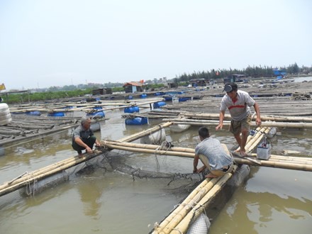 Lực lượng chức năng kiểm tra hiện tượng cá nuôi chết tại huyện Tĩnh Gia trưa ngày 8/5. 