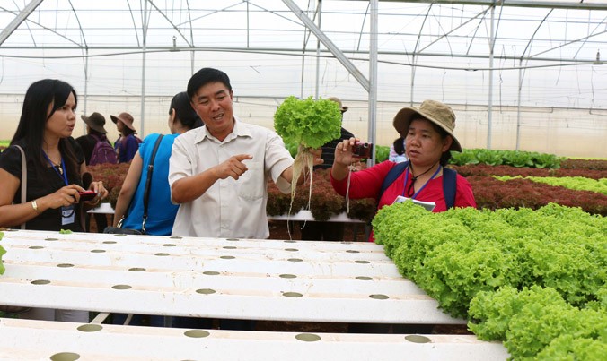 Chủ trang trại Phong Thúy - Lâm Đồng chia sẻ kinh nghiệm trồng rau thủy canh.