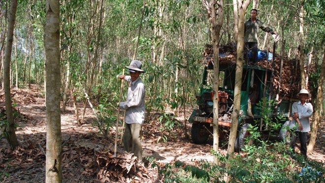 Đồng vốn tín dụng chính sách đã góp phần phủ xanh những cánh rừng.