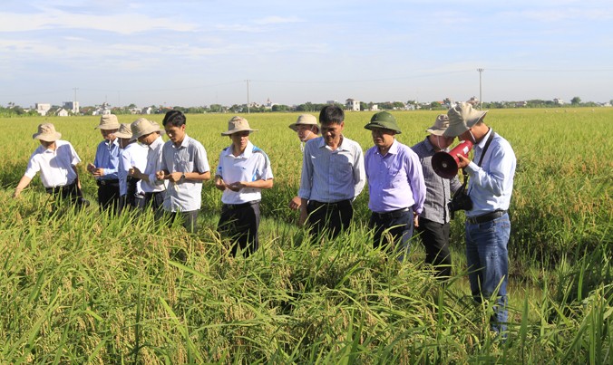 Việt Nam hiện có những giống lúa lai chất lượng cao, giá thành thấp.