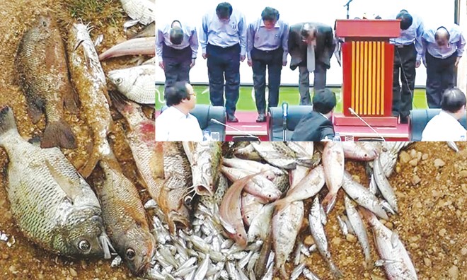 Cá chết trôi dạt vào bờ biển Quảng Bình (ảnh lớn). Ban lãnh đạo Cty Formosa cúi đầu xin lỗi người dân, Đảng và chính phủ Việt Nam (ảnh nhỏ). Ảnh: PV.