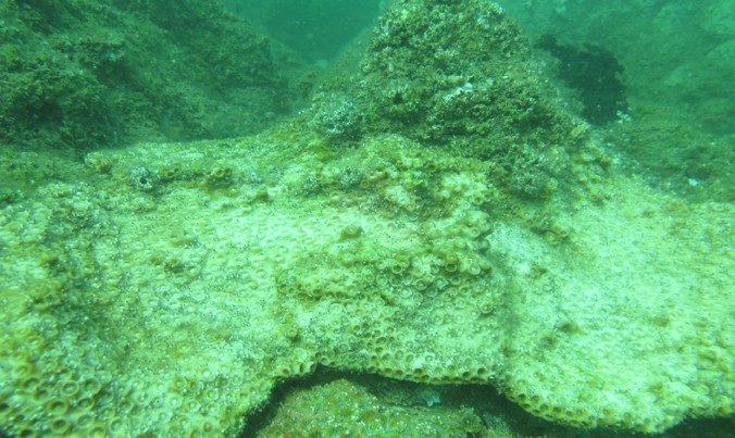 Các chuyên gia lo ngại, rặng san hô và nguồn lợi biển rất khó khôi phục nếu tiếp tục cho Formosa xả thải với liều lượng cho phép như hiện nay. Ảnh: HS.