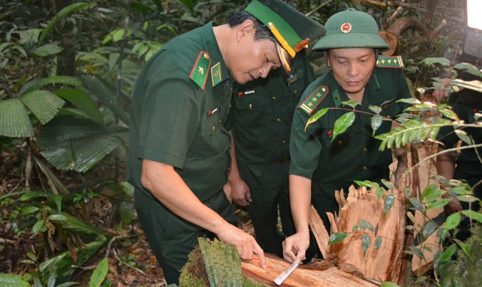 Lãnh đạo Bộ Tư lệnh BĐBP trực tiếp kiểm tra các cây bị chặt hạ tại hiện trường vụ phá rừng.