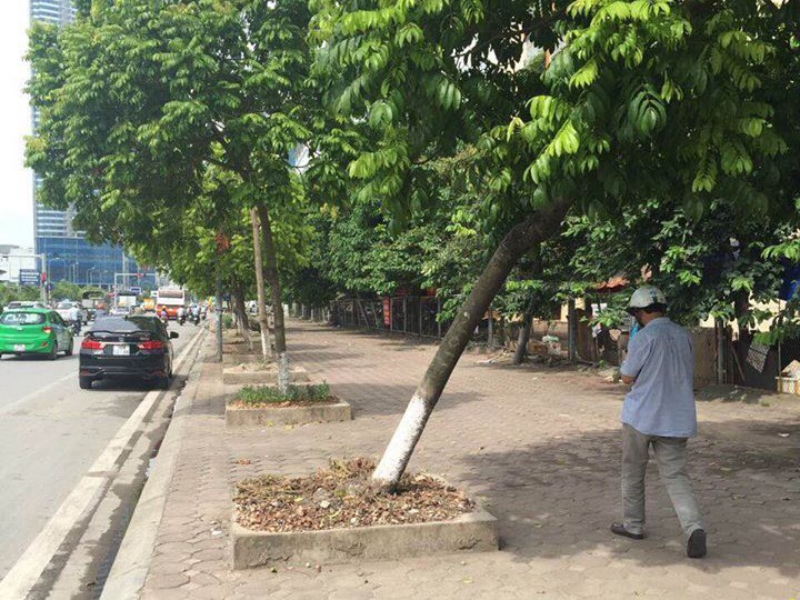 Cây xanh bị nghiêng đổ trên đường Dương Đình Nghệ.