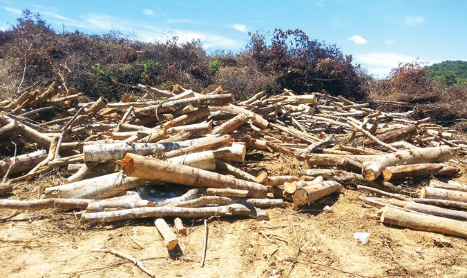 Nhiều cây rừng có đường kính từ 20cm-50cm bị đốn hạ.