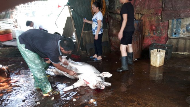 Việc giết mổ lợn được thực hiện trên nền xi măng bẩn thỉu.