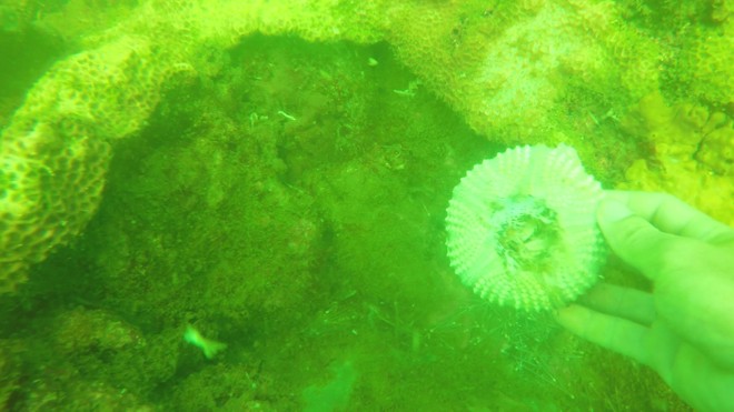 Ảnh dưới đáy biển mà anh em Hiền, Hùng chụp được sau thời điểm cá chết 1 tháng cho thấy hệ sinh thái của rạn san hô đã bị hủy diệt.