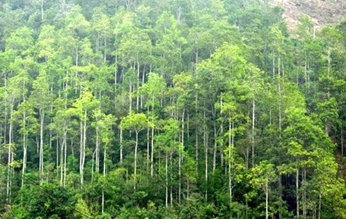 Diện tích rừng bị giảm hơn 69 nghìn ha