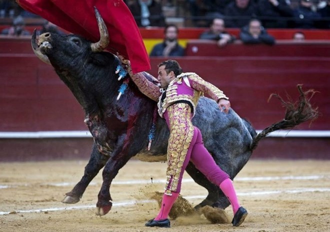 Nhiều người Tây Ban Nha đòi bỏ lễ hội đấu bò