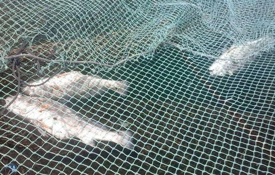 Hôm nay báo cáo Bộ TN&MT về vụ cá chết ở Thanh Hóa