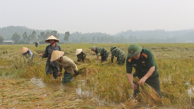 Cán bộ chiến sỹ Bộ CHQS tỉnh Nghệ An gặt lúa giúp nhân dân xã Hưng Trung, huyện Hưng Nguyên.