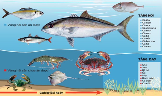 Cơ sở phân biệt hải sản sạch với hải sản còn nhiễm độc. Đồ họa: Lê Huy - Anh Tú.