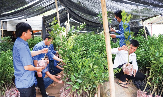 Giám đốc HTX Dũng Phong Bùi Văn Tươi (bìa trái) cùng thanh niên tại vườn ươm các giống cây quý cung ứng cho bà con nông dân. Ảnh: Thanh Hà.