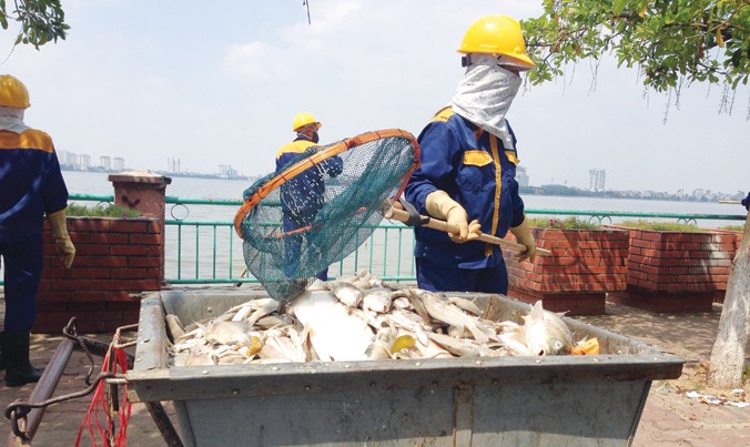 Các lực lượng chức năng đang nỗ lực dọn sạch cá chết ở Hồ Tây.