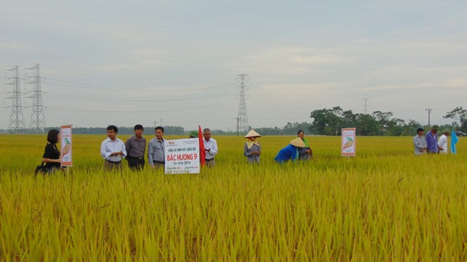 Cánh đồng trồng giống Bắc Hương 9 cho hiệu quả cao tại Bắc Giang.
