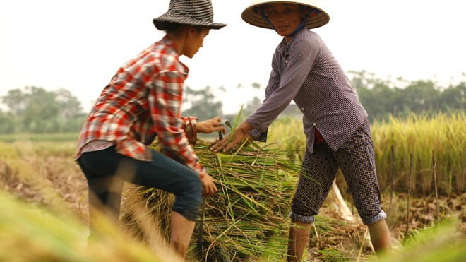 Nông dân Nam Định gặt lúa chạy bão.