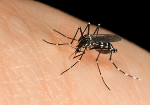 Zika có thể bùng phát thành dịch