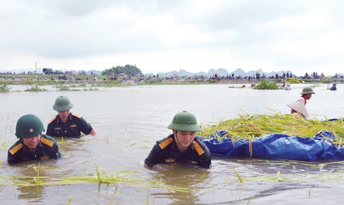 Cán bộ, chiến sĩ Bộ CHQS tỉnh Ninh Bình (Quân khu 3) giúp dân gặt lúa chạy lũ trong mùa mưa bão.