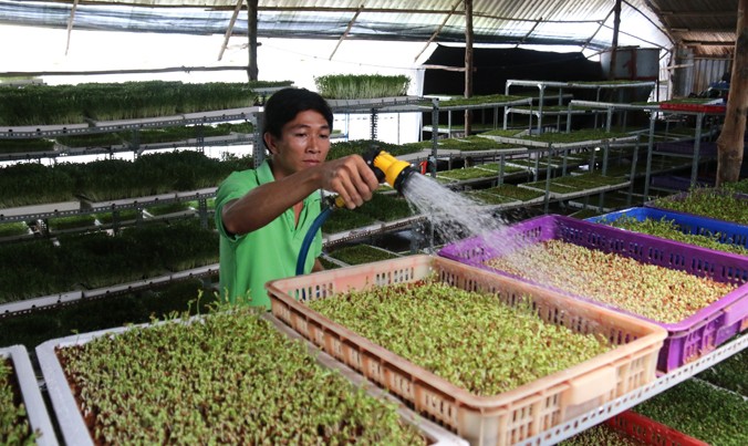 Anh Lê Văn Tuấn trở thành tỷ phú với mô hình sản xuất rau mầm hữu cơ.