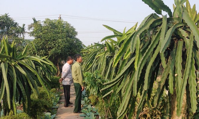 Nhờ vốn vay của NHCSXH gia đình ông Nguyễn Đức Vượng ở xóm 3, xã Kim Mỹ (Kim Sơn, Ninh Bình) đã trở thành hộ có kinh tế khá.