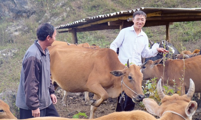 Thào A Chua, một “triệu phú A Phủ” bên đàn bò của mình.
