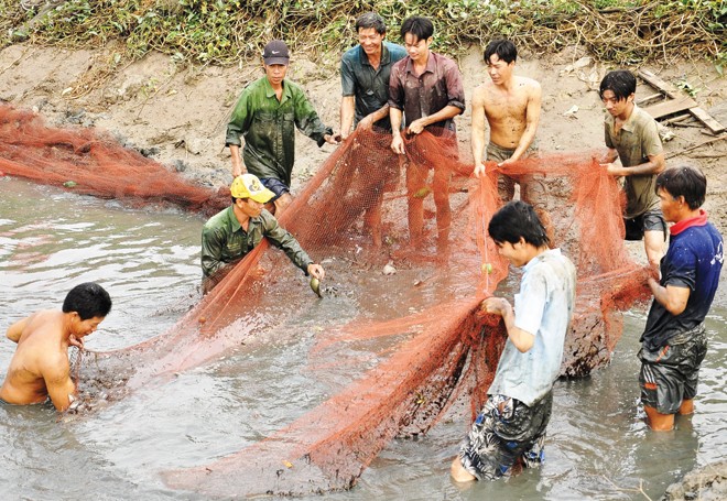 Thu hoạch cá đồng tự nhiên ở U Minh.