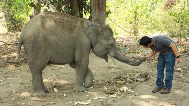 Chuyên gia Thái Lan chữa trị cho voi Jun tại Đắk Lắk.