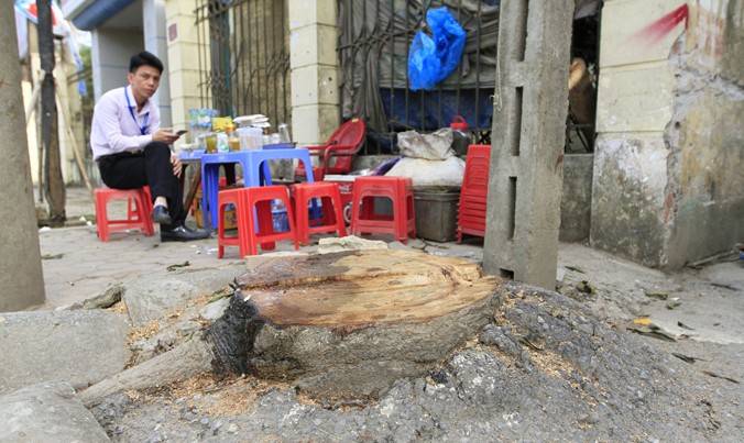 Một cây xanh khá to bị chặt hạ trên tuyến đường gần trụ sở UBND huyện Thạch Thất​. Ảnh: Trường Phong.